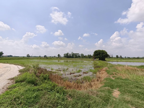 ขายที่ดิน ที่นา พิษณุโลก อำเภอวังทอง 19 ไร่ สวยมาก วิวนาสวย อากาศดี เงียบสงบ โทร 063-2825635